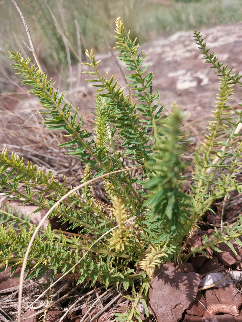 Oxytropis muricata photo 5