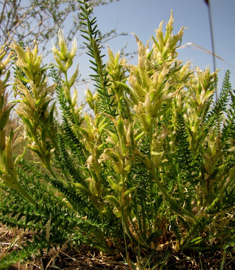 Oxytropis muricata photo 6