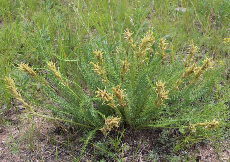 Oxytropis muricata photo 7