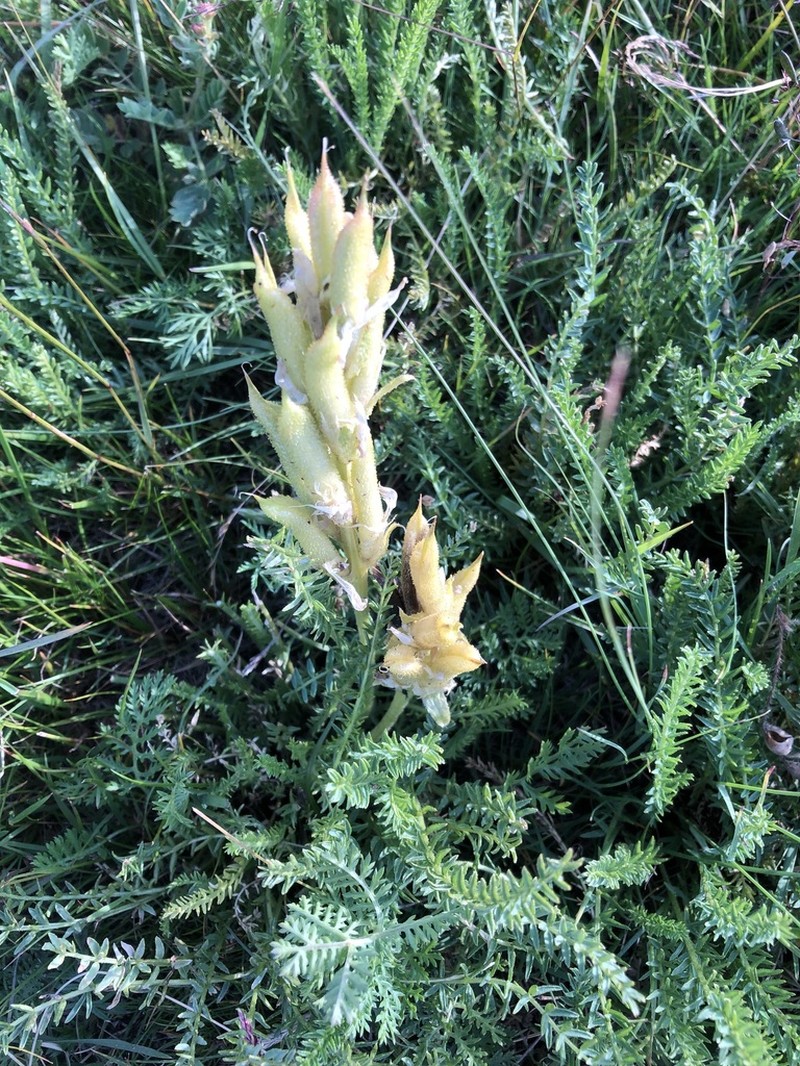 Oxytropis muricata photo 8