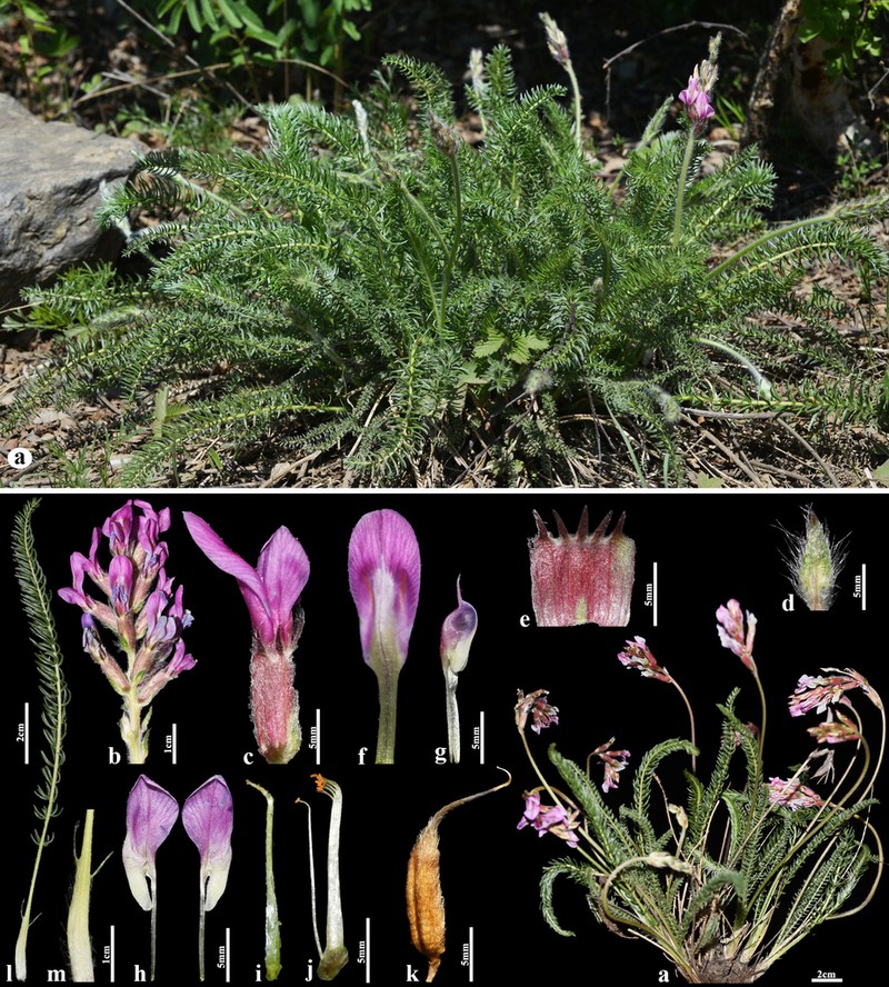 Oxytropis myriophylla