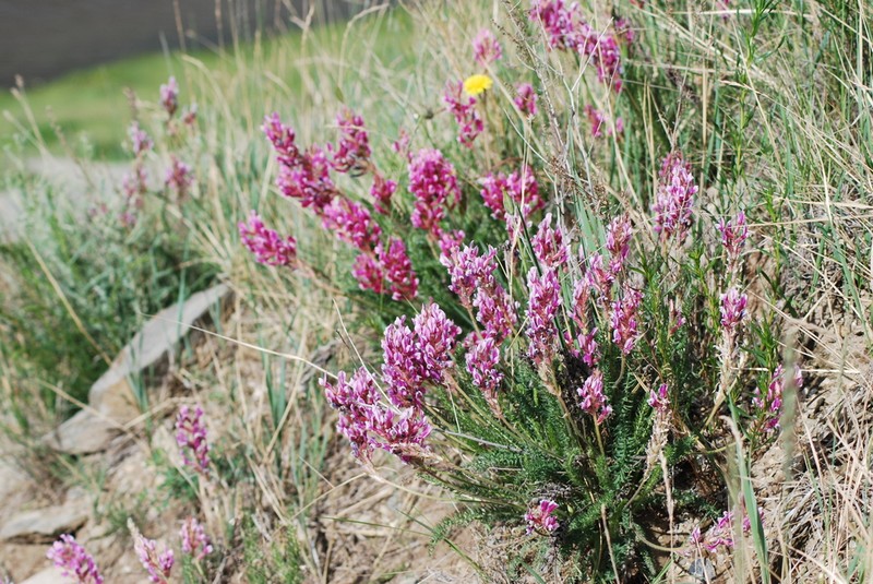 Oxytropis myriophylla photo 2