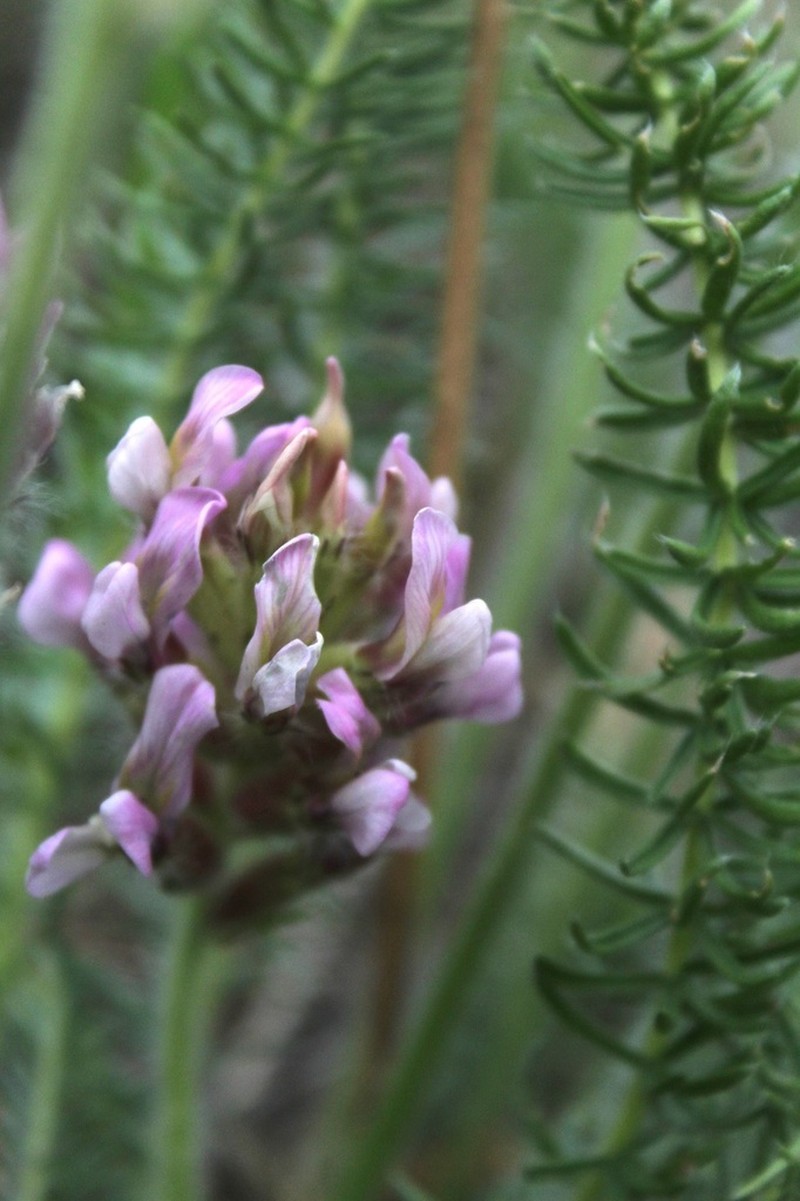 Oxytropis myriophylla photo 3