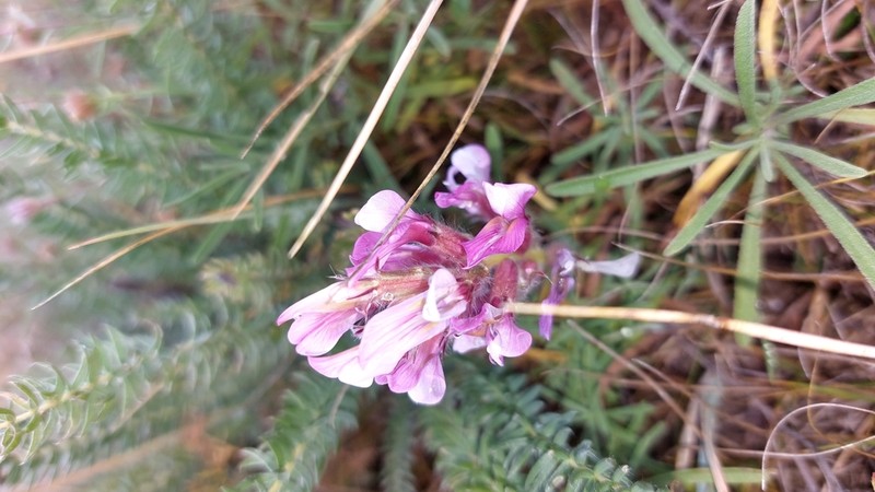 Oxytropis myriophylla photo 4