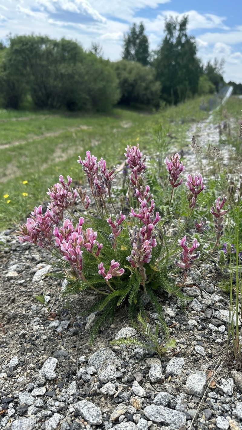 Oxytropis myriophylla photo 5