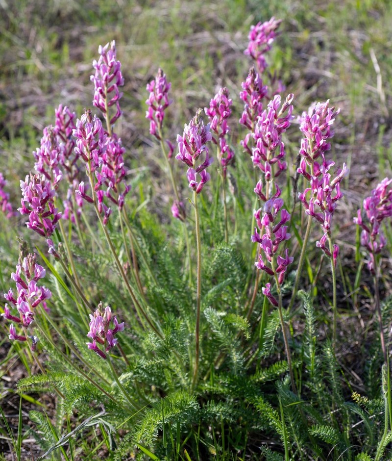 Oxytropis myriophylla photo 6