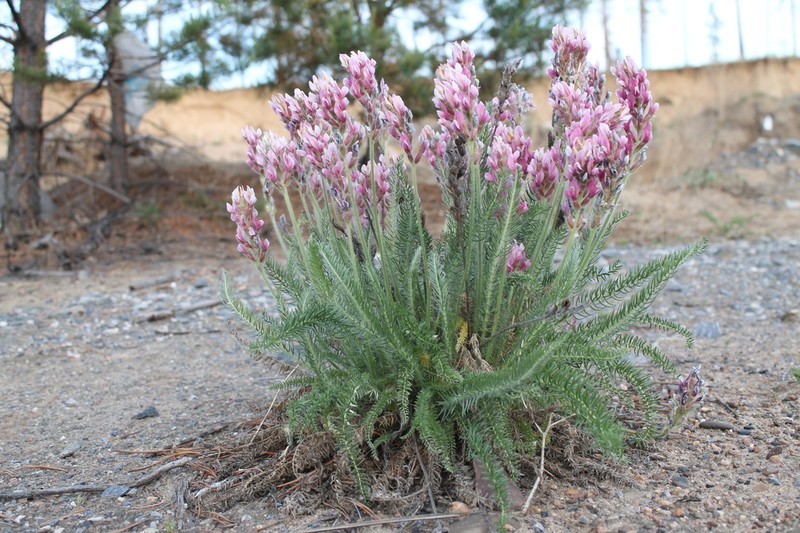 Oxytropis myriophylla photo 7