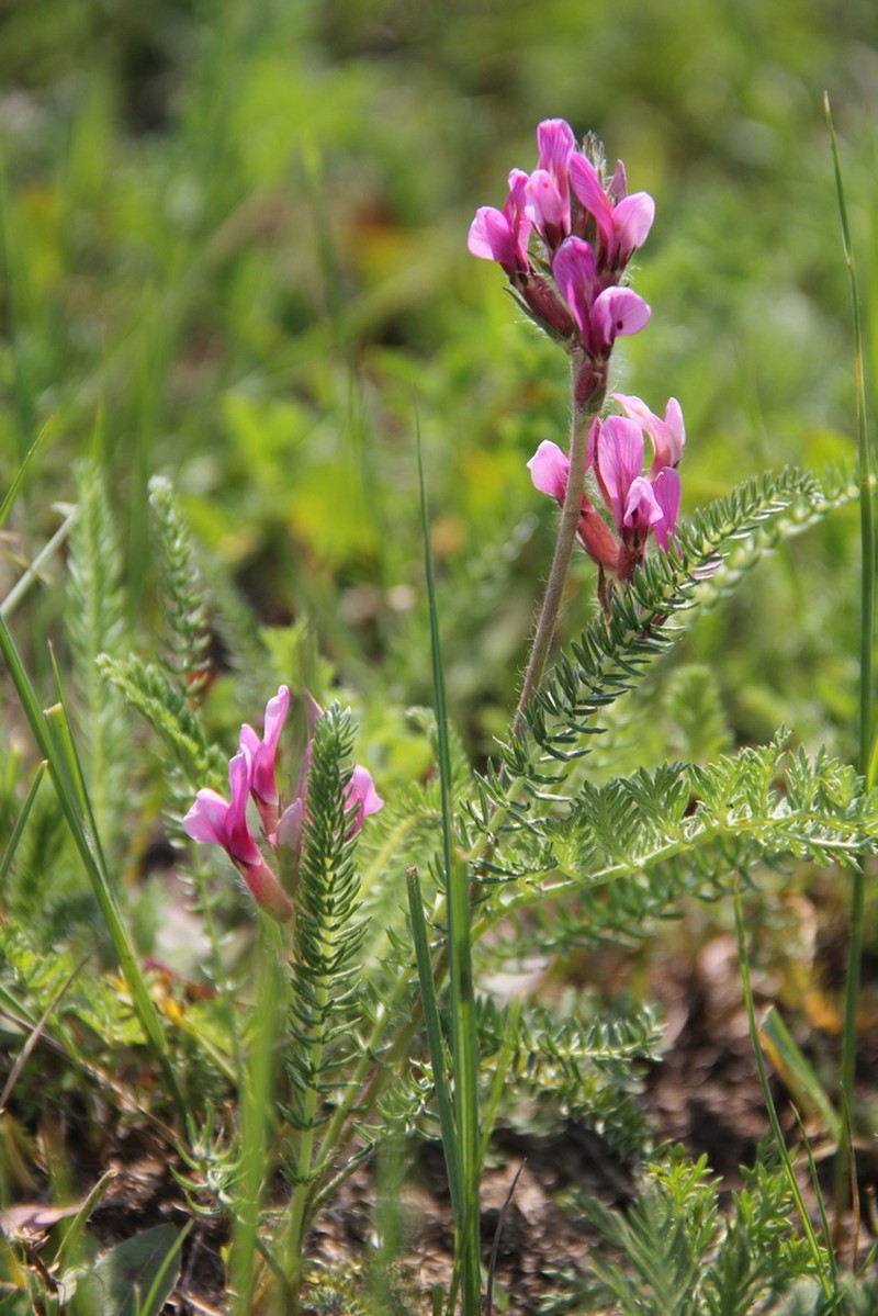 Oxytropis myriophylla photo 8
