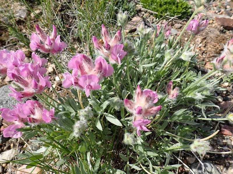 Wyoming Locoweed