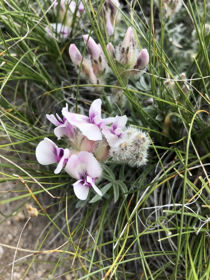 Wyoming Locoweed photo 2
