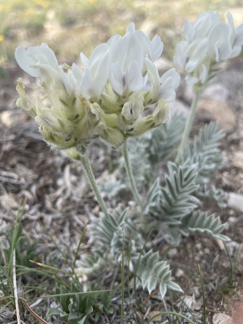 Wyoming Locoweed photo 3