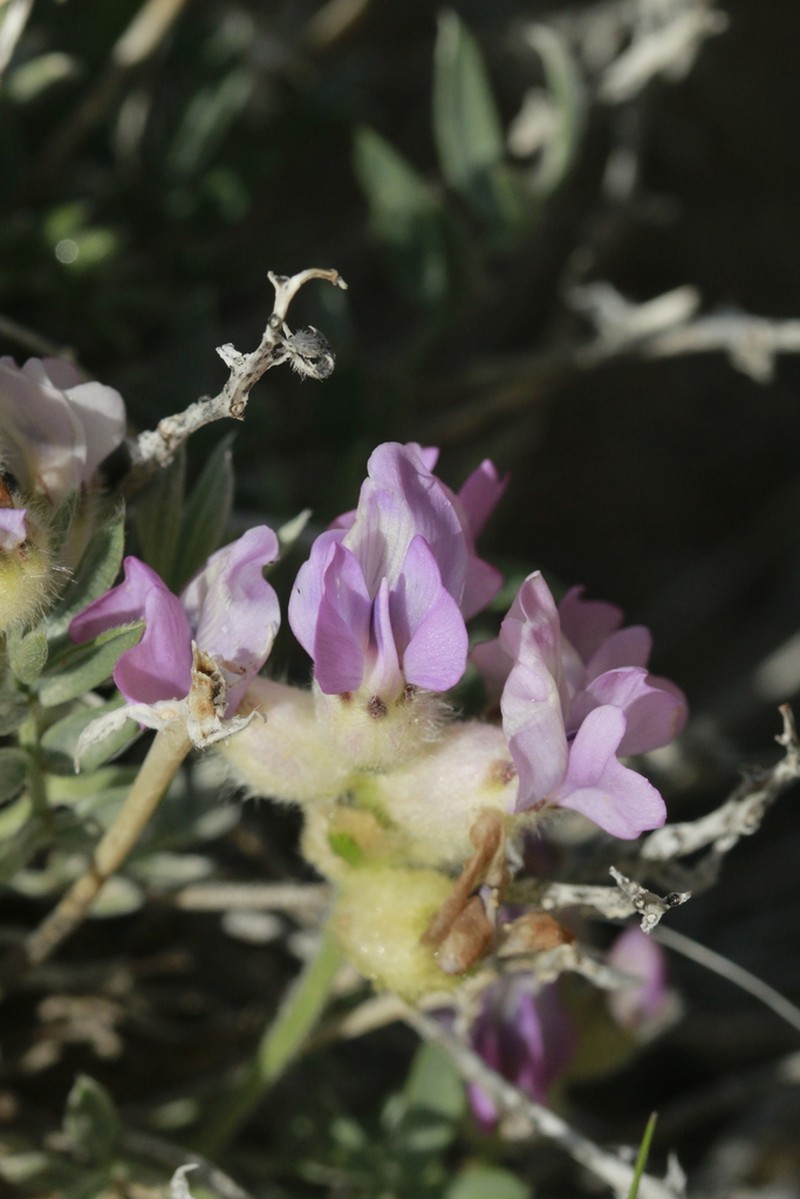 Wyoming Locoweed photo 4