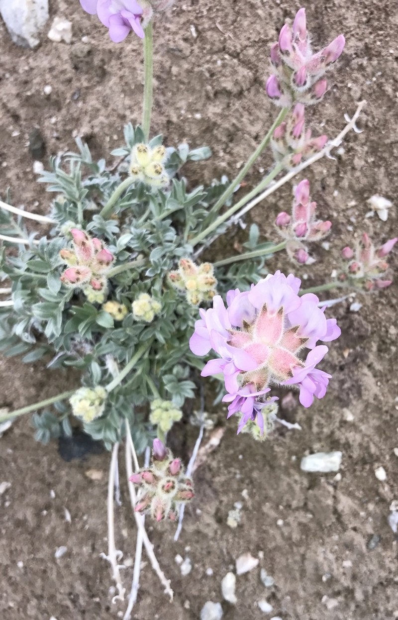Wyoming Locoweed photo 5