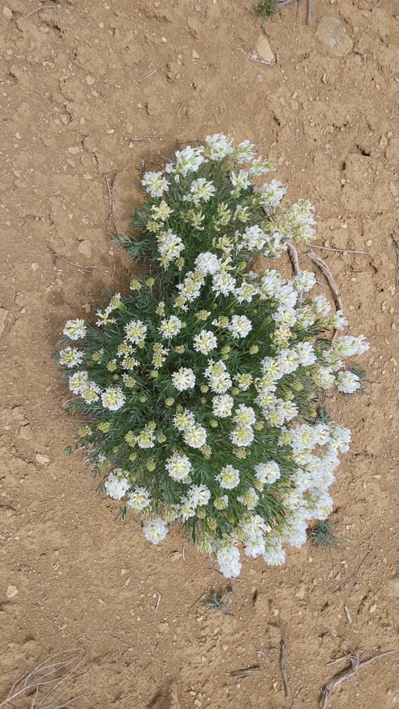 Wyoming Locoweed photo 6