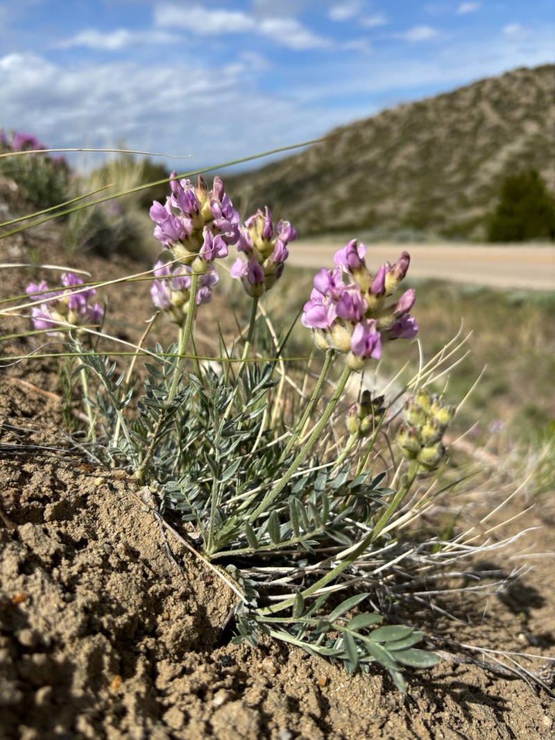 Wyoming Locoweed photo 7