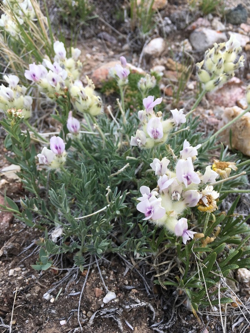 Wyoming Locoweed photo 8