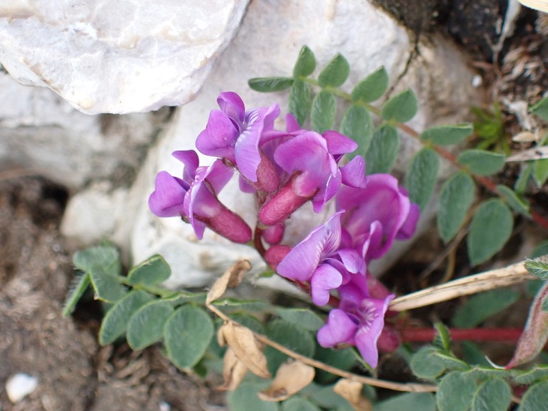 Oxytropis neglecta