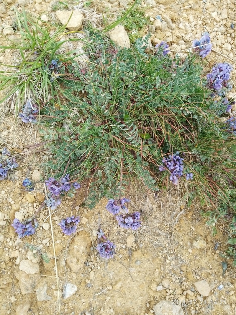 Oxytropis neglecta photo 2