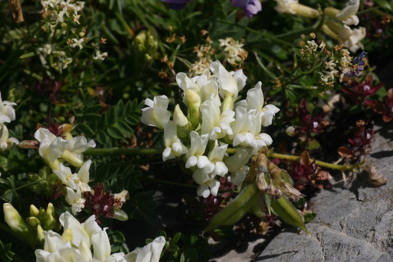 Oxytropis neglecta photo 3