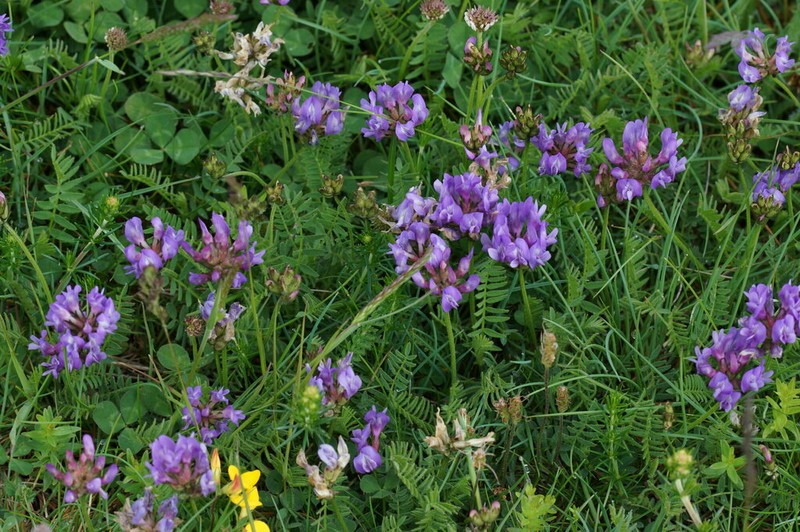 Oxytropis neglecta photo 4