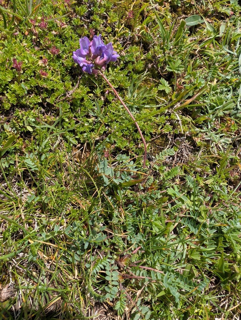 Oxytropis neglecta photo 5