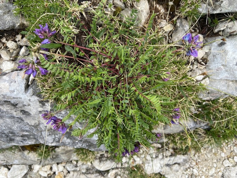 Oxytropis neglecta photo 6