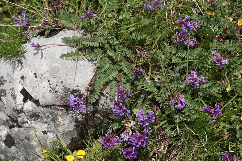 Oxytropis neglecta photo 7