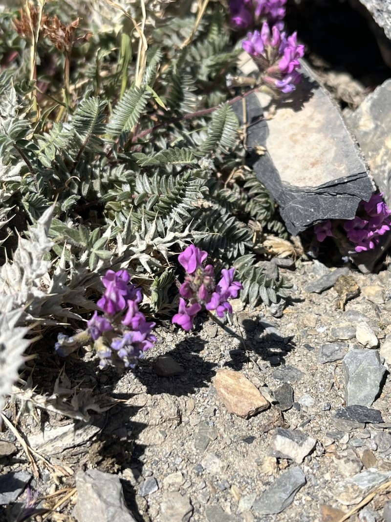 Oxytropis neglecta photo 8