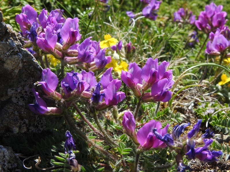Oxytropis neglecta subsp. aurigerana