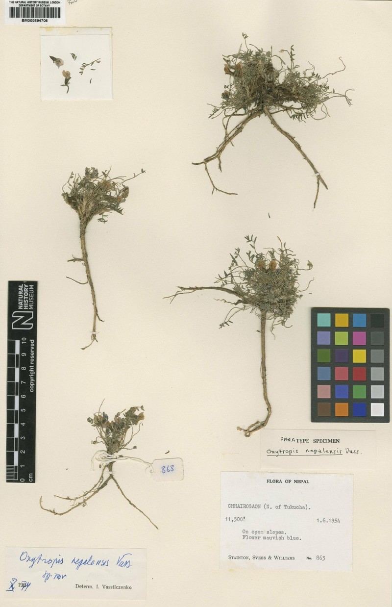 Oxytropis nepalensis
