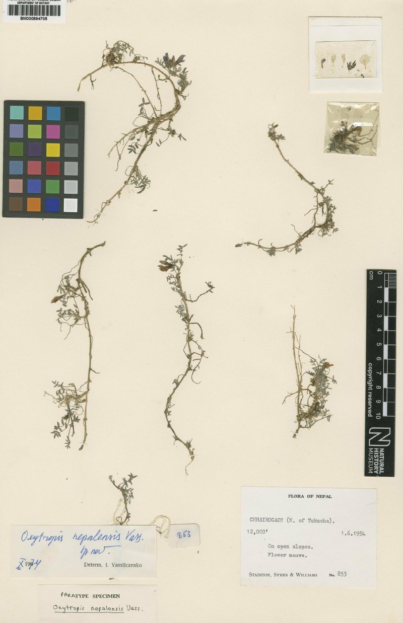 Oxytropis nepalensis photo 3