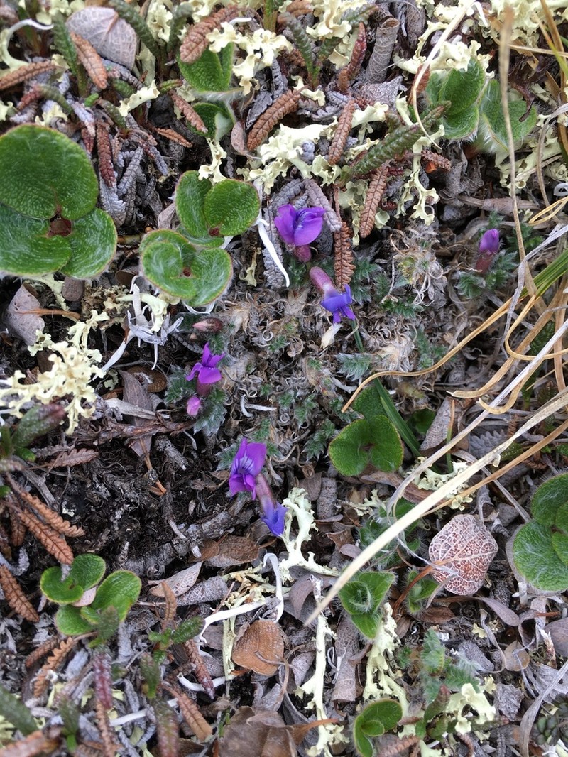 Blackish Oxytrope photo 2