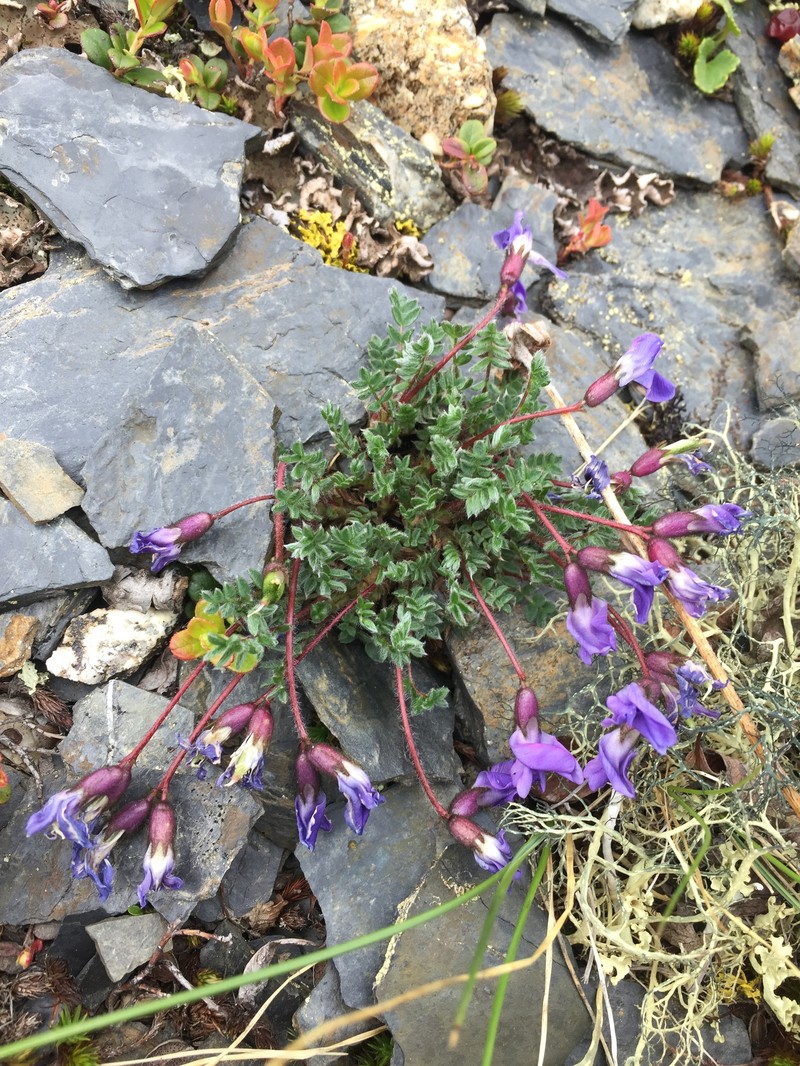 Oxytropis nigrescens var. lonchopoda