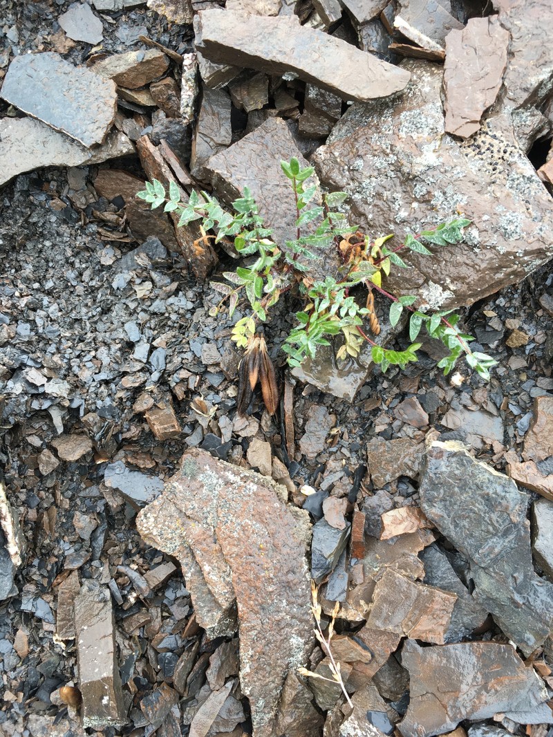 Oxytropis nigrescens var. lonchopoda photo 2