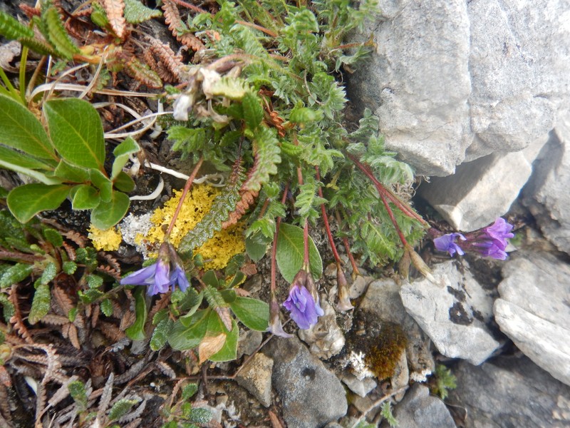 Oxytropis nigrescens var. lonchopoda photo 3
