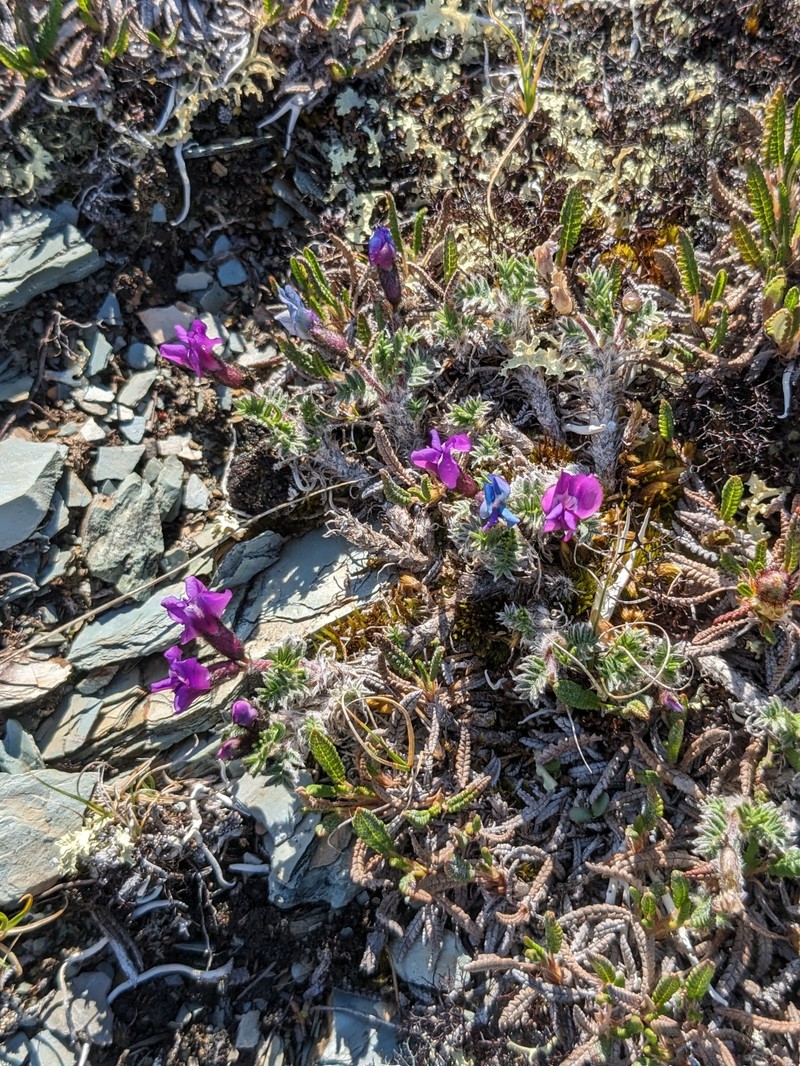 Oxytropis nigrescens var. nigrescens