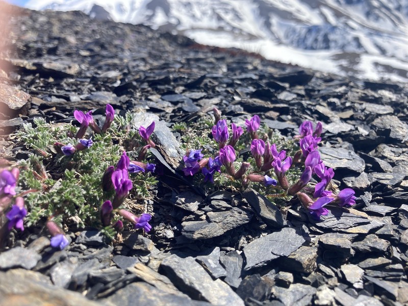 Oxytropis nigrescens var. nigrescens photo 2