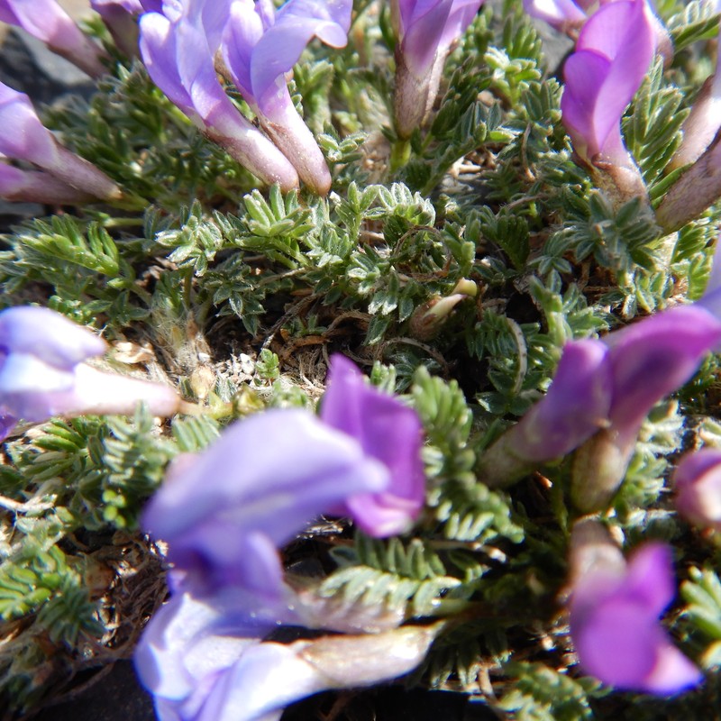 Oxytropis nigrescens var. nigrescens photo 3