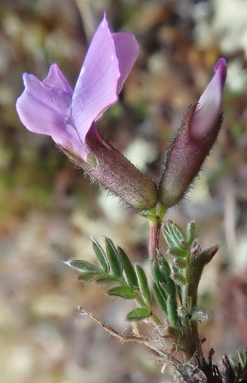 Oxytropis nigrescens var. nigrescens photo 4