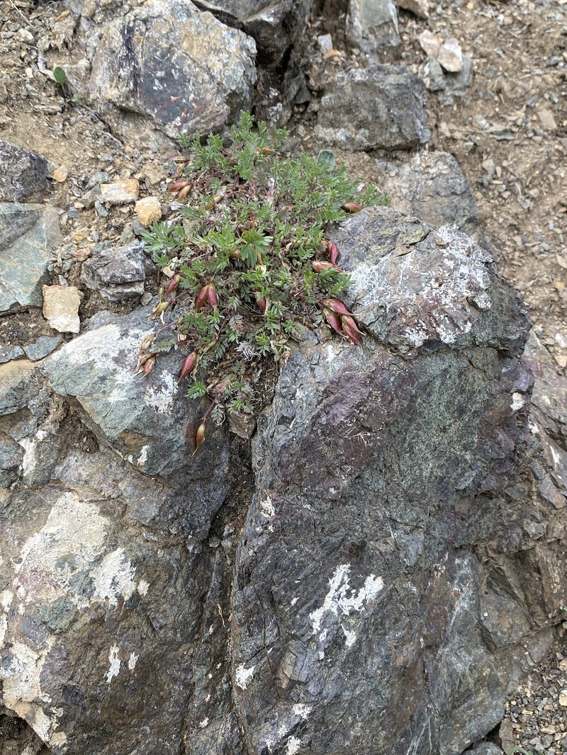 Oxytropis nigrescens var. nigrescens photo 5