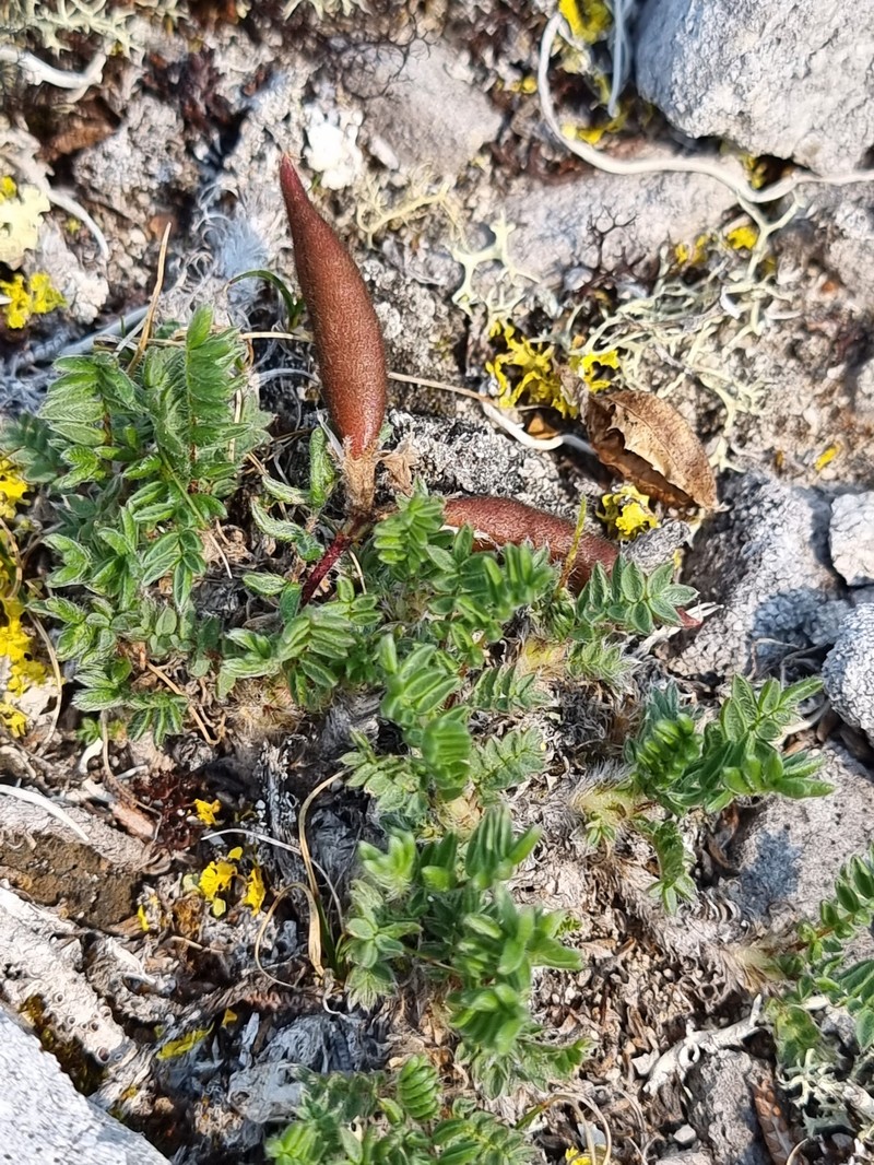 Oxytropis nigrescens var. nigrescens photo 6