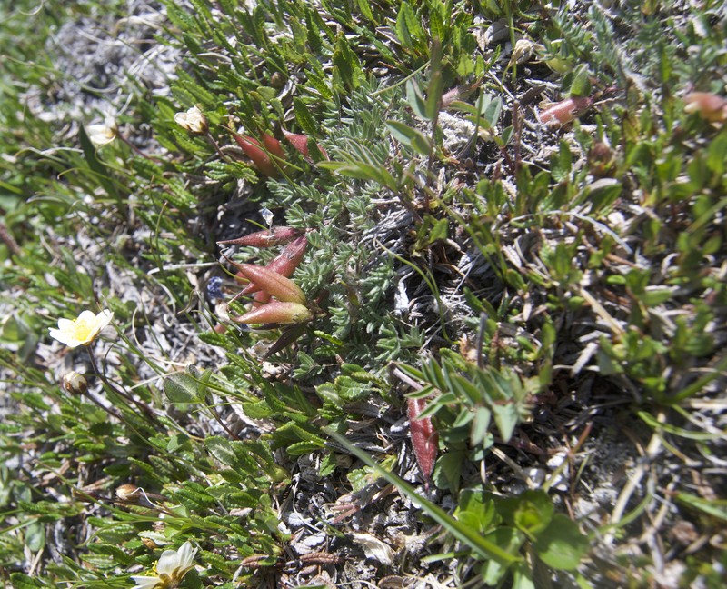 Oxytropis nigrescens var. nigrescens photo 7