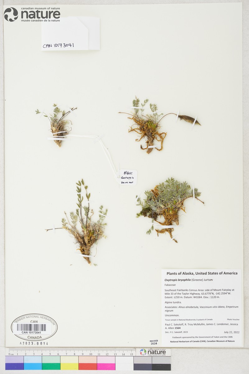Oxytropis nigrescens var. nigrescens photo 8