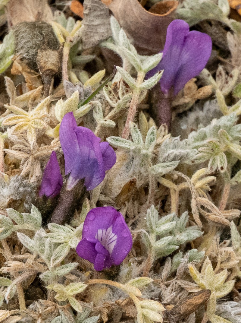 Locoweed