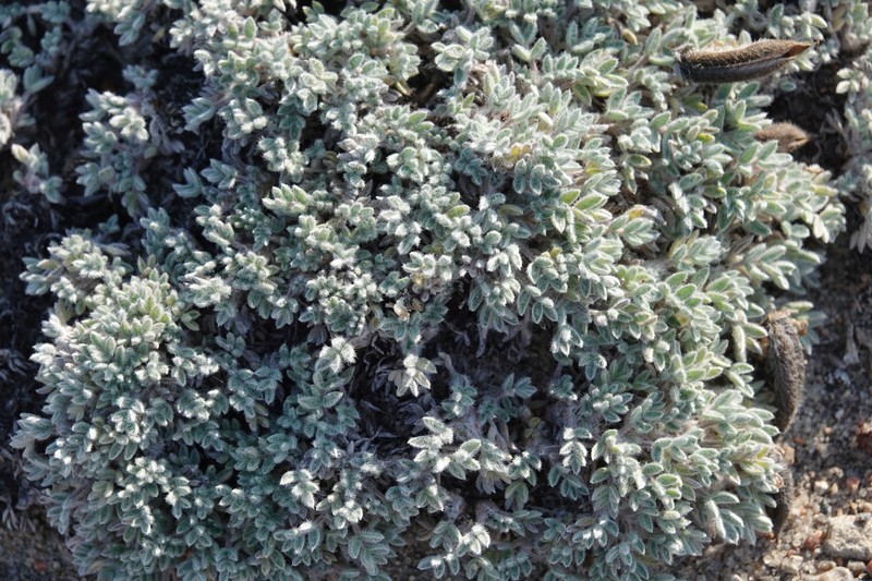 Locoweed photo 2