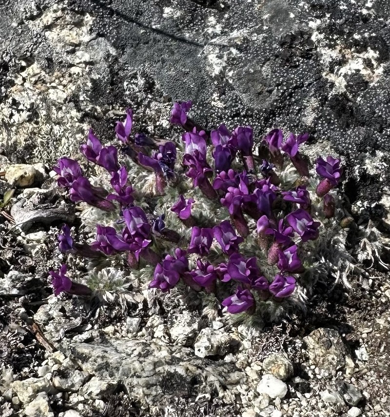 Locoweed photo 3