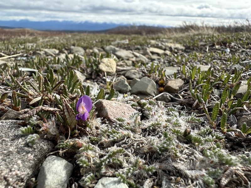 Locoweed photo 4