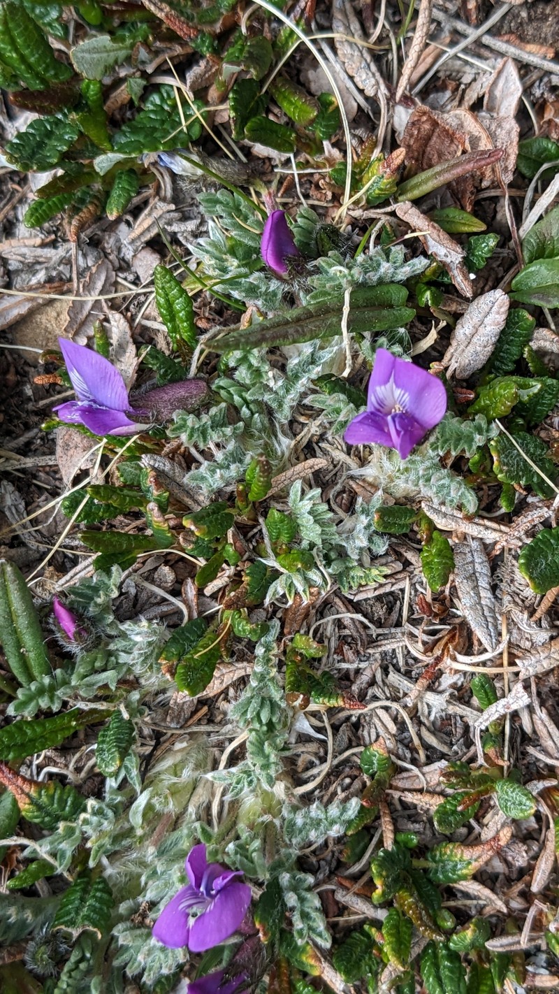 Locoweed photo 5