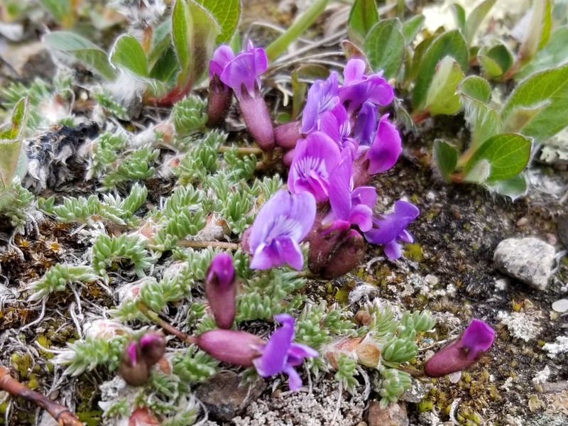 Locoweed photo 6