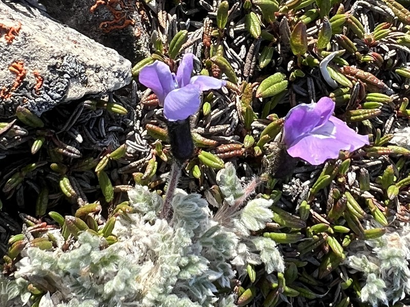 Locoweed photo 7